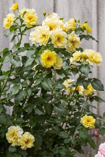 Троянда плетиста Голден Шауерс (жовта) | Rose climber Golden Showers (yellow) | Роза плетистая Голден Шауэрс (желтая)